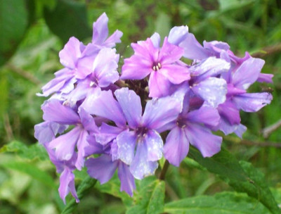 Juli_045_Blue_Evening.jpg