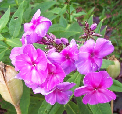 Juli_035_magenta_Samling.jpg
