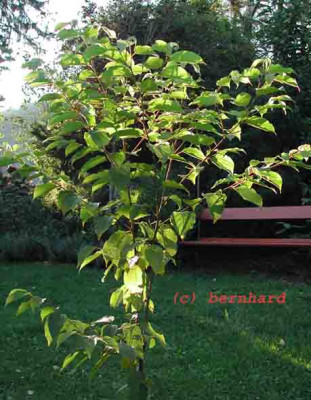 hoveniadulcis1.jpg