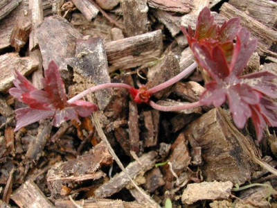 Geranium_Spontansamling_April.jpg