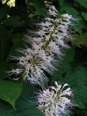 aesculus_parviflora_Bluete.jpg