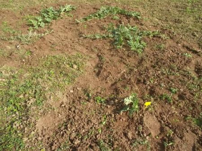 Wassermelonen2.jpg