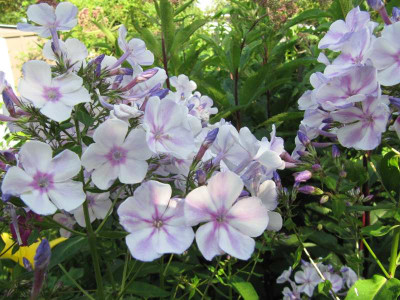Phlox_Papagena_140715.jpg
