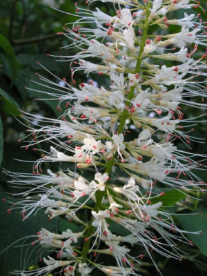 aesculus_parviflora_Bluetenausschnitt.jpg