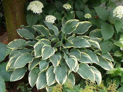 hosta_dress_blues_2014-06-29_675_80k.jpg
