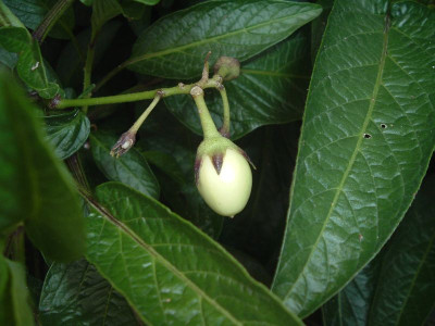 Pepino.jpg