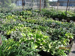 Hostas_small.jpg