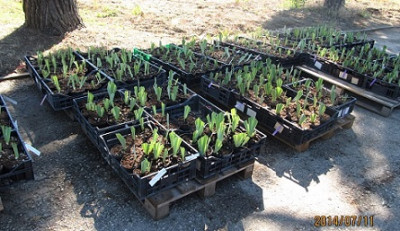 Rebloom-Iris_neu_getopft_small.jpg
