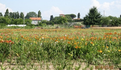 Feld_2_small.JPG