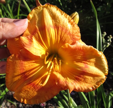 Hem_Citrix_small.JPG