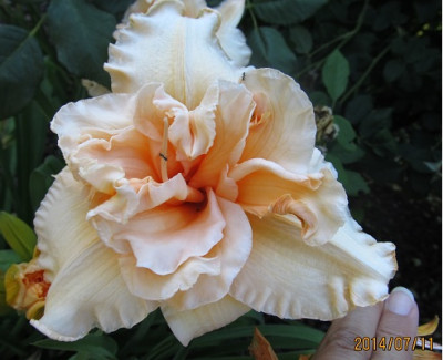 Hem_Madge_Cayse_small.JPG