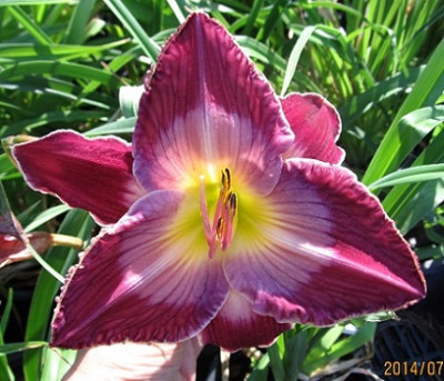 Hem_Sparticus_Adorned_small.JPG