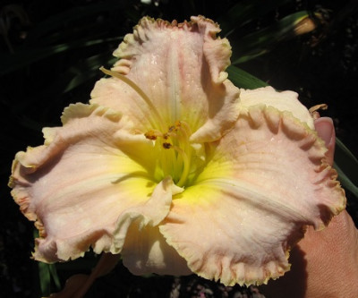 Hem_Stone_Lovely_small.JPG