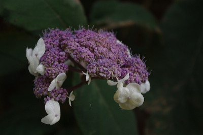 IMGP9148.jpg