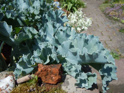 crambe_maritima_groe_blatter.JPG