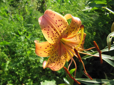 Citronella-Samling_2_140715.jpg