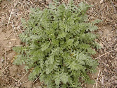 Erodium.jpg