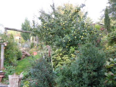 Quittenherbst.JPG