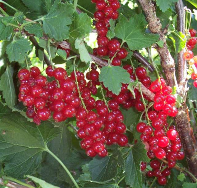 Juli_051_rote_Johannisbeere.jpg