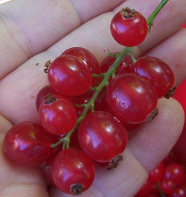 Juli_056_rote_Johannisbeere.jpg