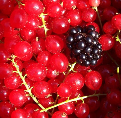 Juli_057_rote_Johannisbeere_Brombeere.jpg