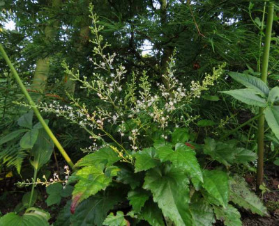 IMG_4656_Astilbe_simplicifolia.jpg