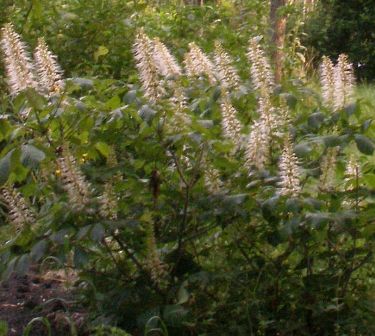 2005-07-11strauchkastanie_aesculus_parviflora.jpg