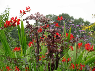 Angelica_sylvestris_Purpurea.jpg