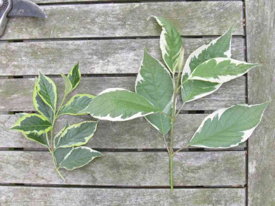 Weigelie_Cornus_1024x768.jpg