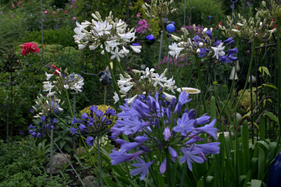 Agapanthus0408a.jpg