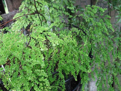Adiantum_x__..._20.7.14_028.jpg