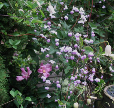 Thalictrum_delavayi_Splendide_...__20.7.14_002.jpg