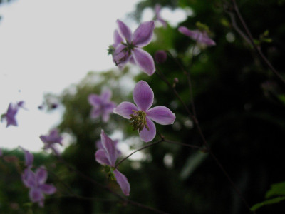 Thalictrum_rochebrunnianum__..._20.7.14_013.jpg