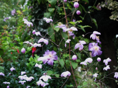 Thalictrum_petaloideum_...__20.7.14_009.jpg