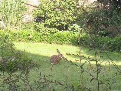 Hase_im_Garten_1024x768.jpg