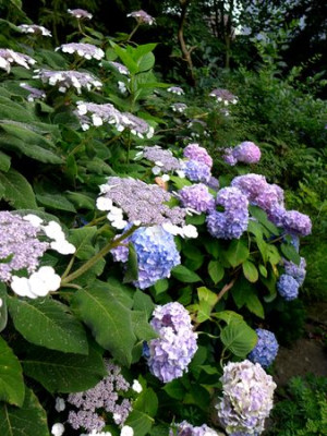 Flotter_Dreier_fars_2014.jpg