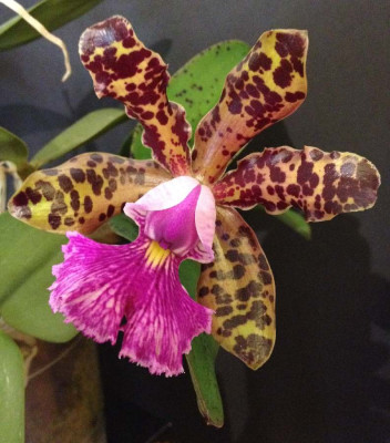 Cattleya_Peckhaviensis_07-2014_900x900_80KB.jpg