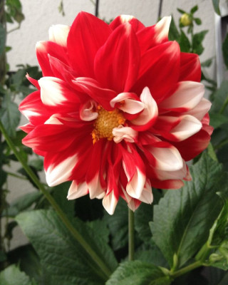 Dahlie_Fire_and_Ice_07-2014_900x900_80KB.jpg