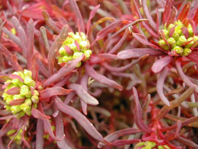Euphorbia_Fens_Ruby_1.jpg