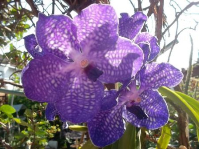 Vanda3.jpg