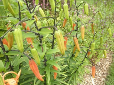 L._bulbiferum.jpg