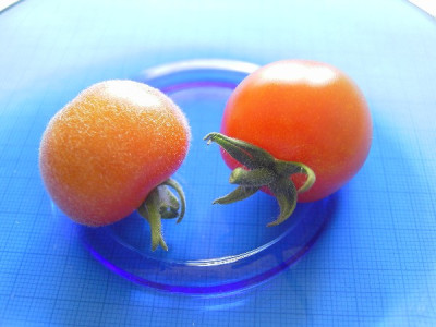Web_Tomaten_004.jpg