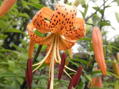 Lilium_bulbiferum_0.jpg