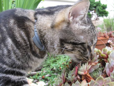CoquineSempervivum.jpg