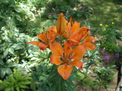 Lilium_bulbiferum_1.jpg