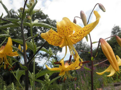 Lilium_leichtlinii.jpg