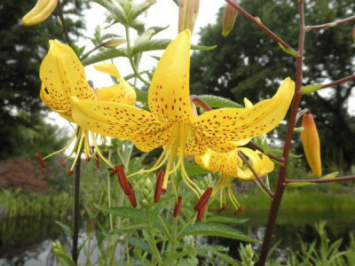 Lilium_leichtlinii_0.jpg