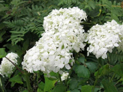 Hydrangea_arborescens_subs._discolor_Sterilis_1024x768.jpg