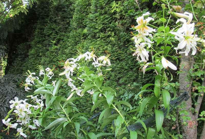 Lilium_Lady_Alice_2014-07-20.jpg