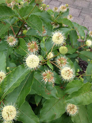 Cephalanthus_occidentalis_07-2014_900x900_80KB.jpg